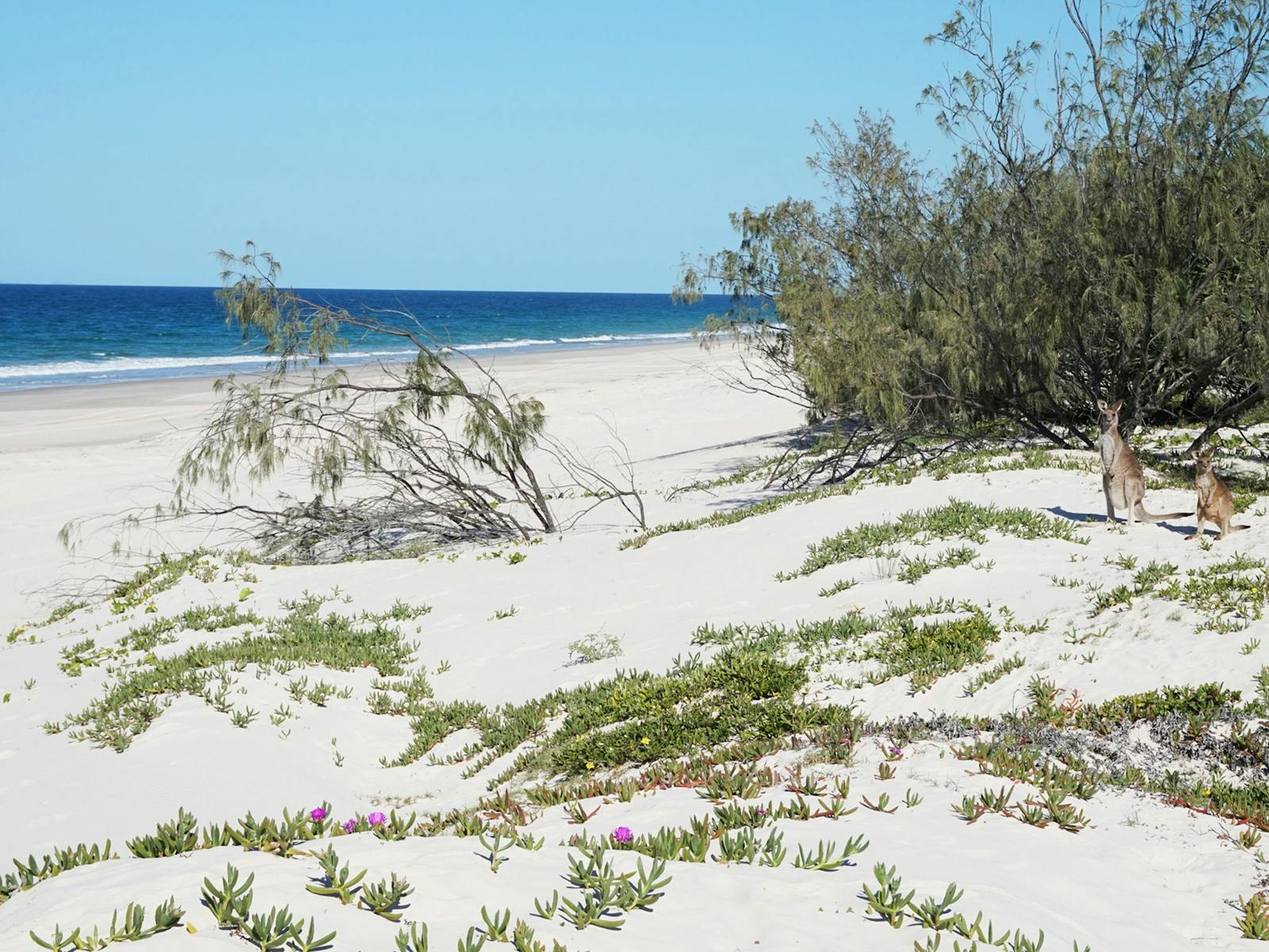 4WD G'day Adventure Tours