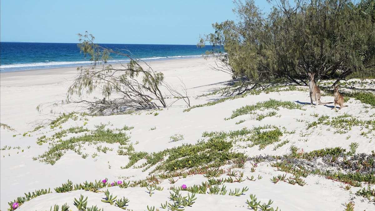 Bribie Island 4x4 tours