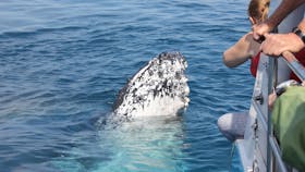 Humpback whale spy hops very close to the stern of Freedom III