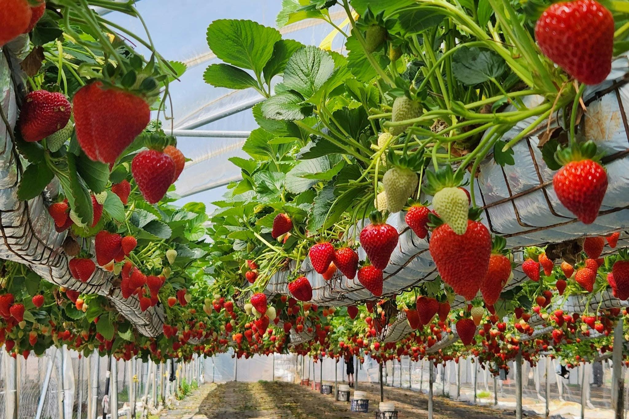 ストロベリー・フィールズ・フォーエバー グループツアー