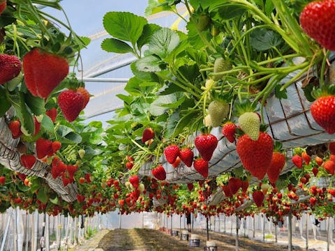 Strawberry Fields Forever Group Tour