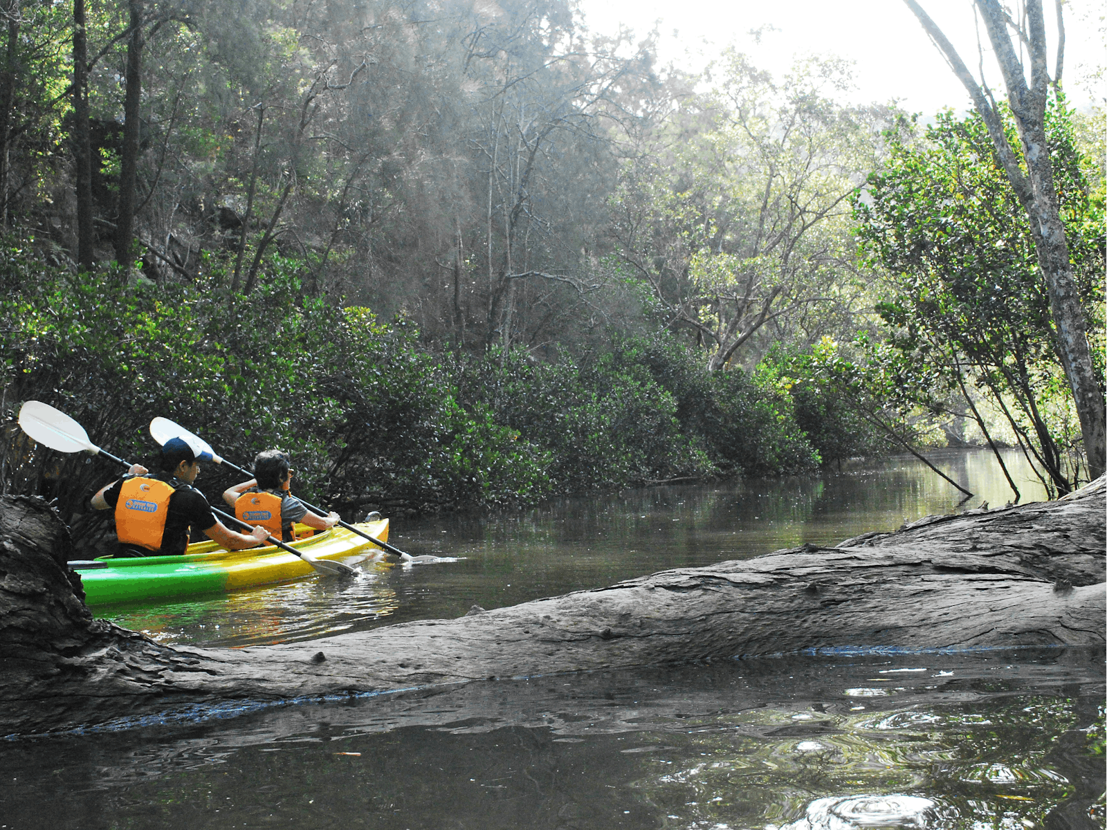 サザンクロスカヤック 空林街NPカヤックツアー