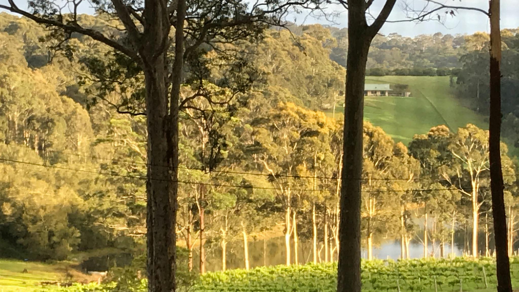 View of our vines and lake Corunna