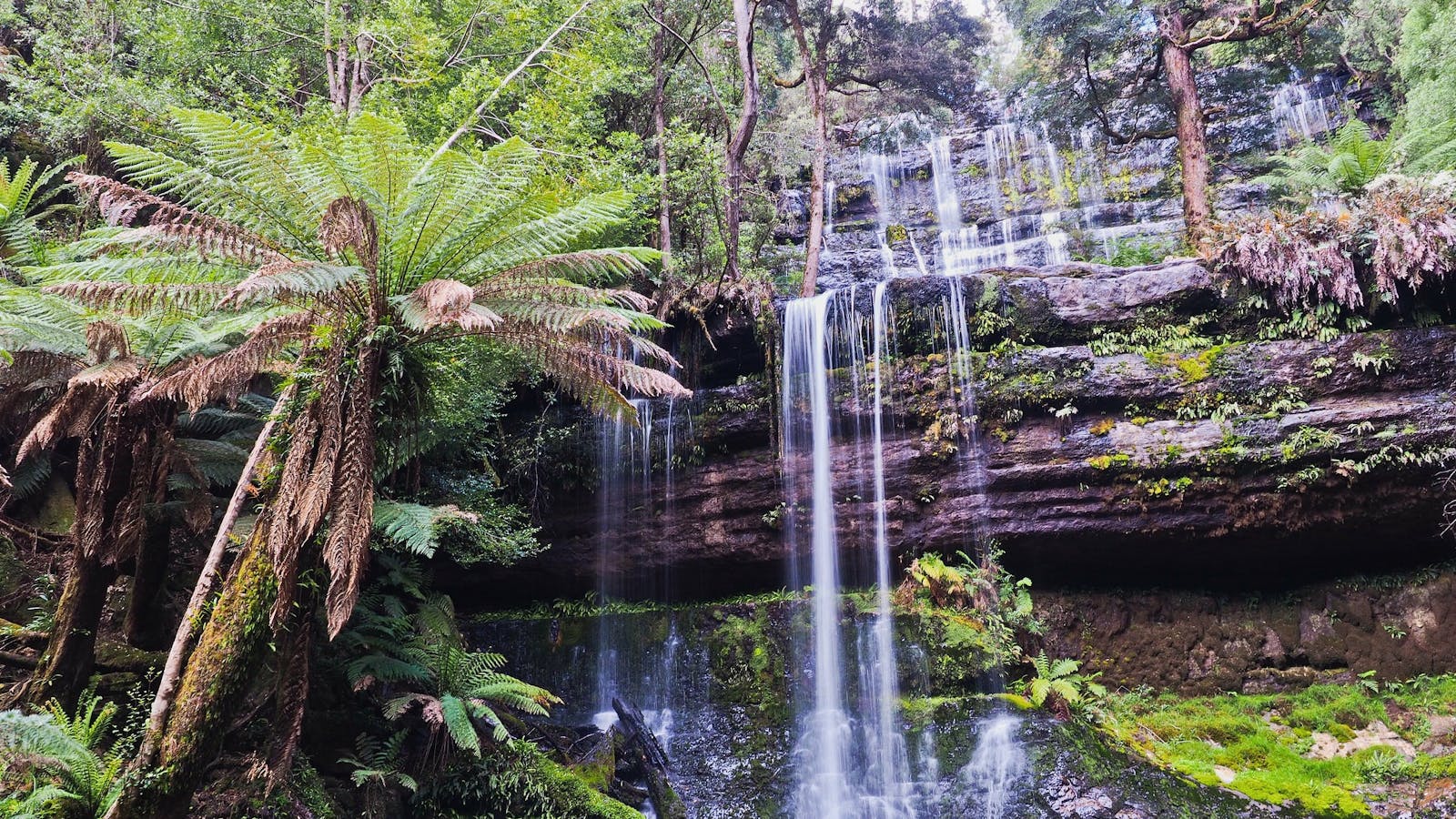 Tasmanian Rainforest