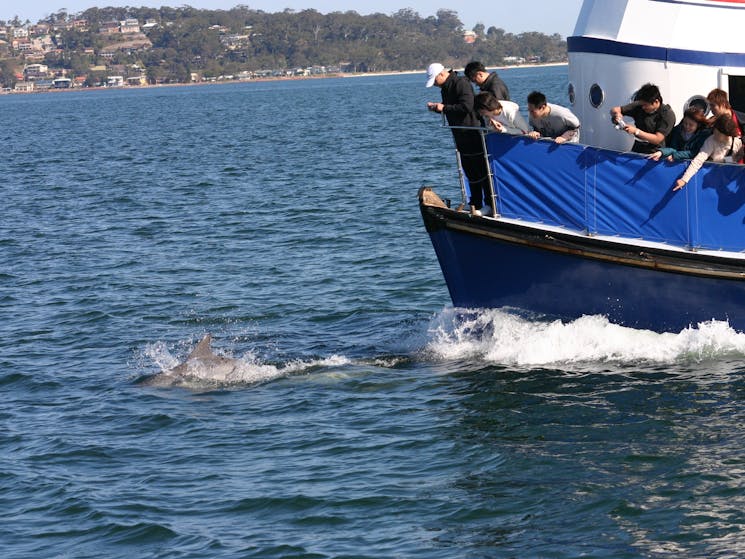 Dolphin Watching aboard MV Surprise