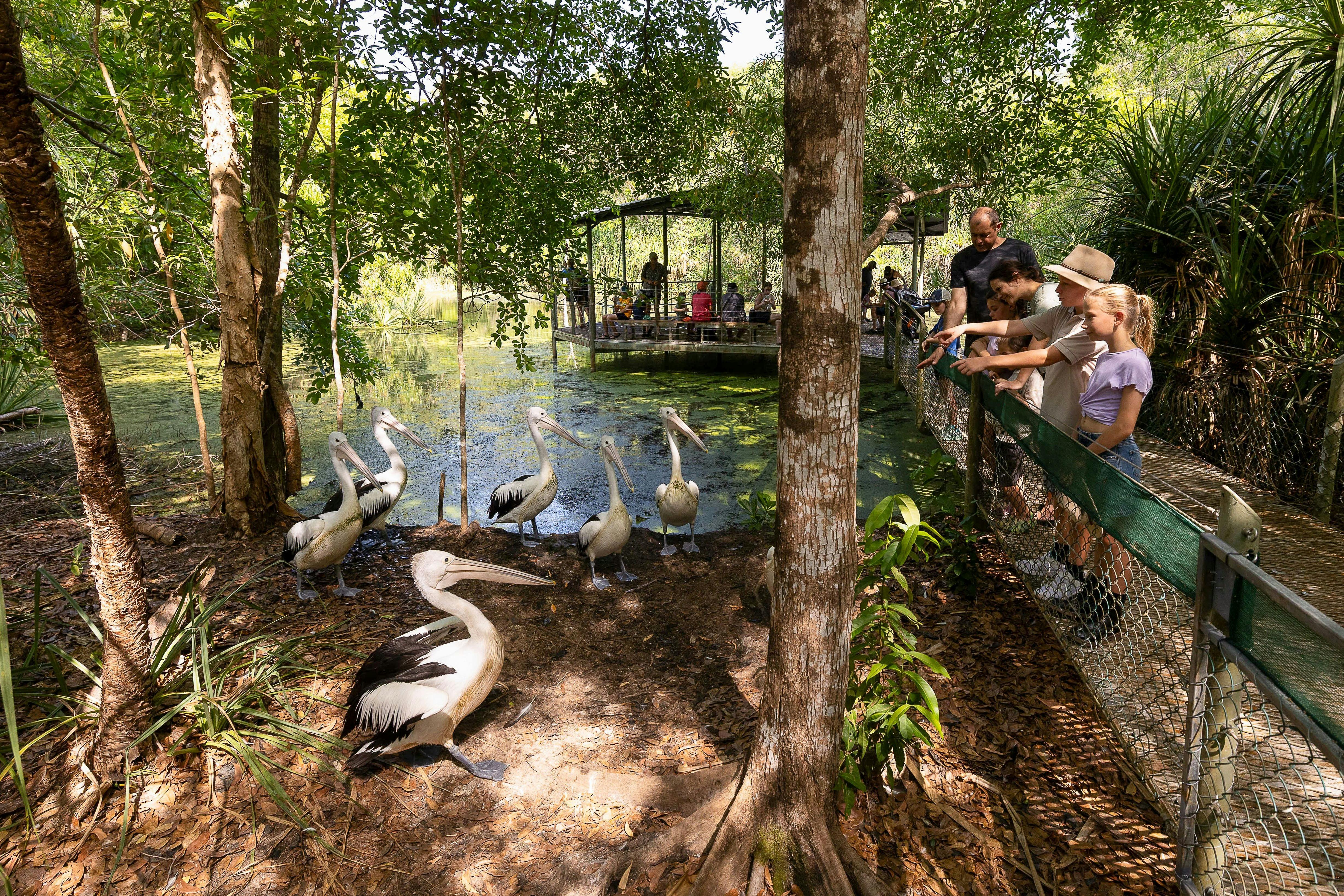 Get up close to waterbirds in immersive wetlands habitats at Territory Wildlife Park.