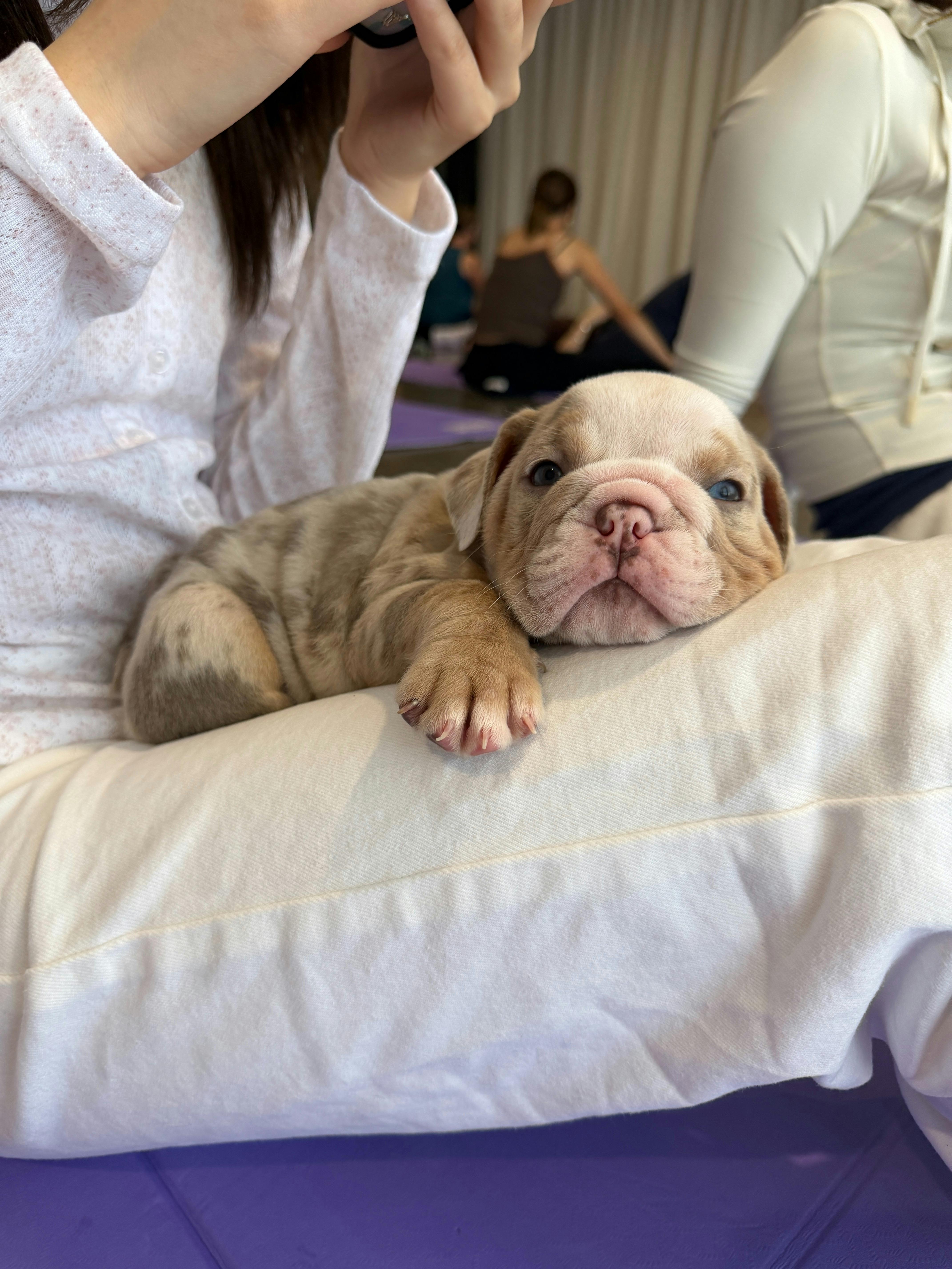 A puppy settles beside a participant during a Yoga Paws puppy yoga session in Brisbane.
