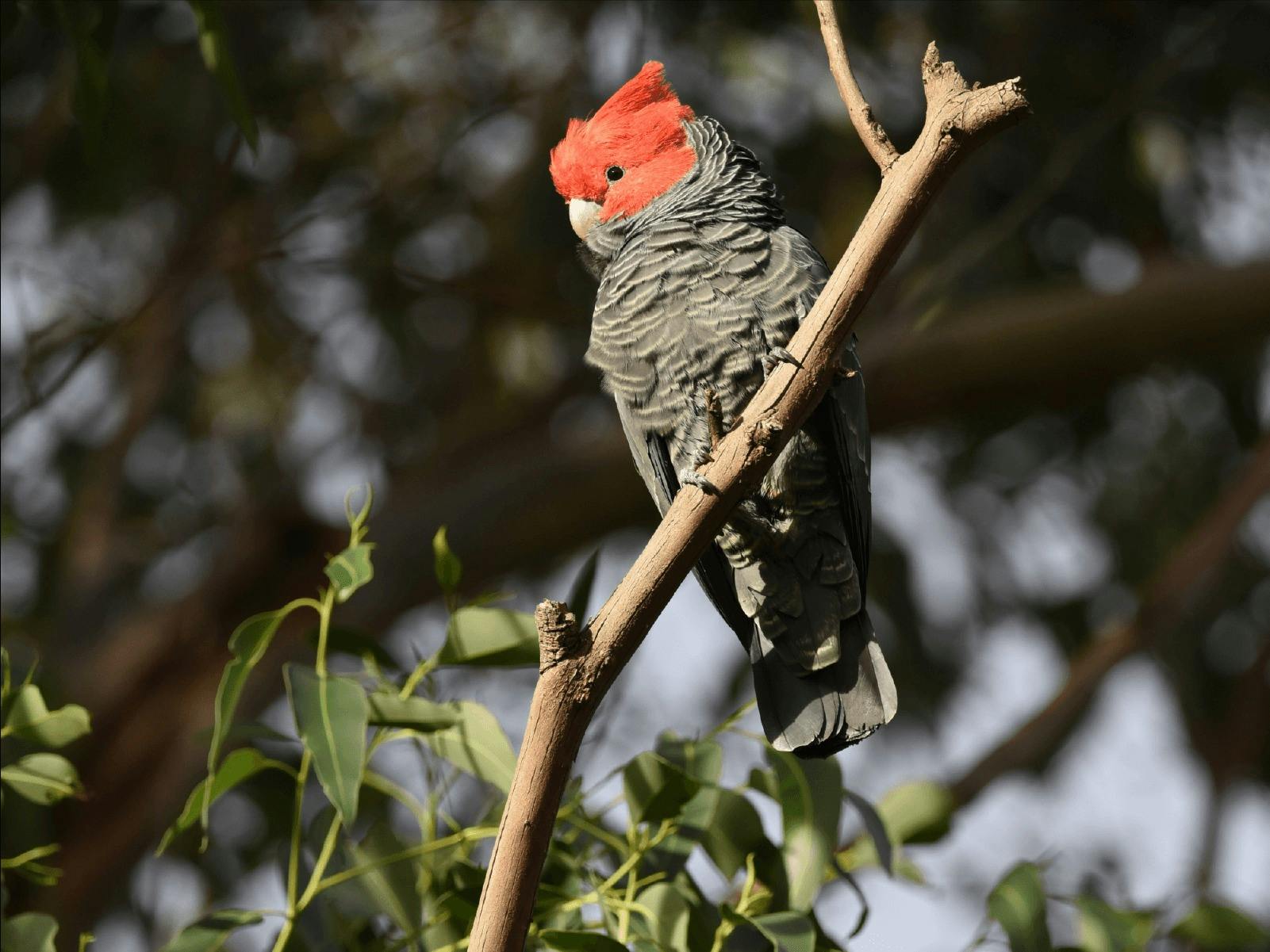 CGT Wildlife Tour - Gang gang Cockatoo