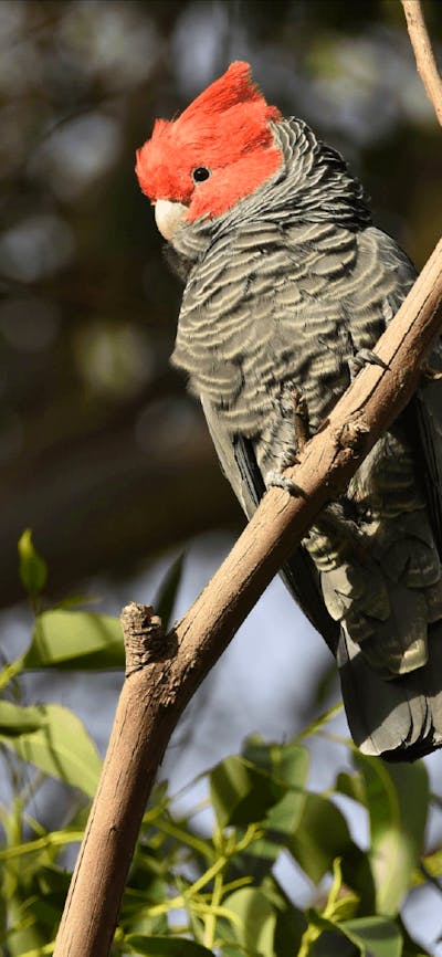 CGT Wildlife Tour - Gang gang Cockatoo