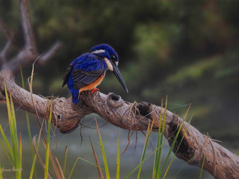 Bird and Brush Art Exhibition