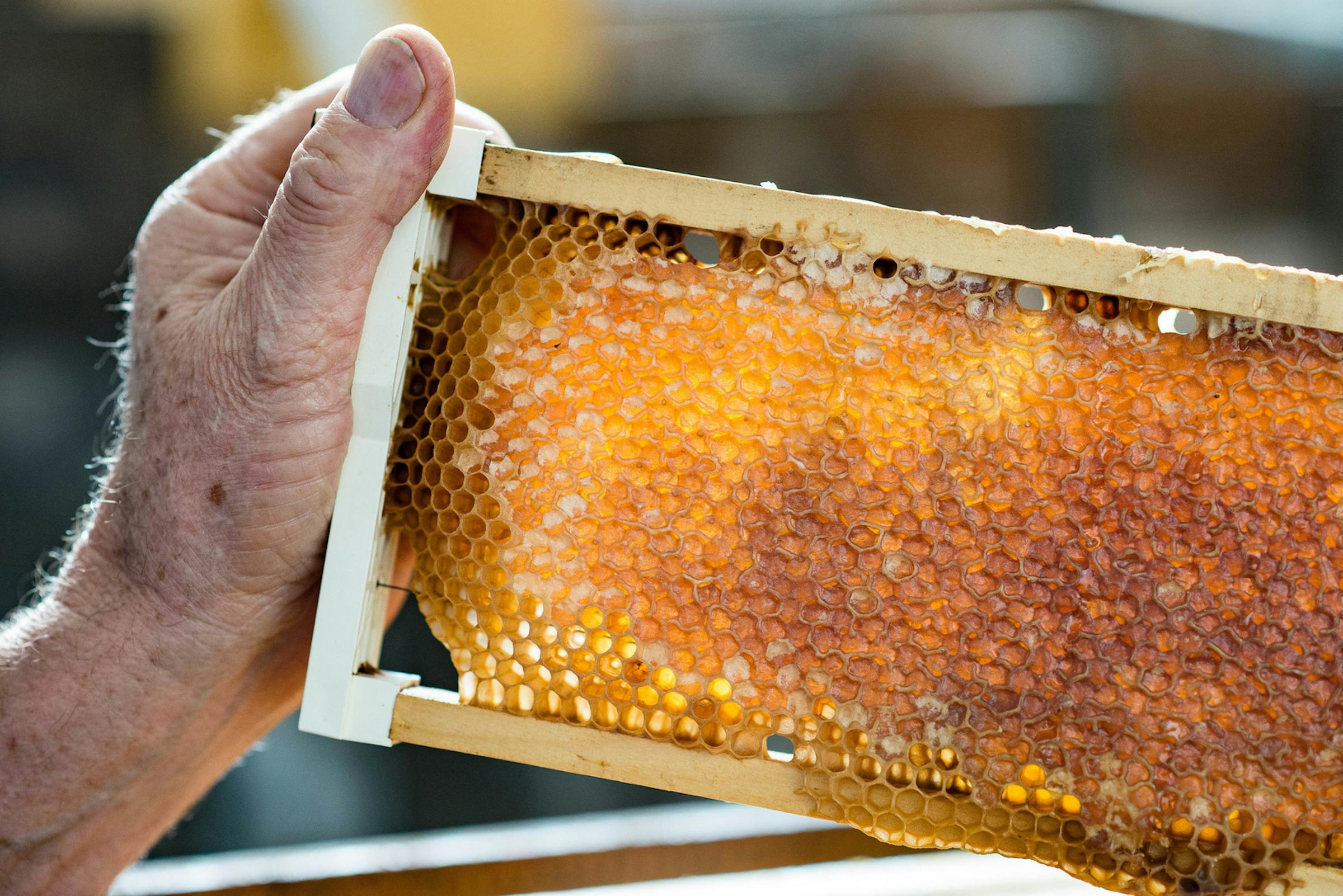 Pure Ligurian Honey at Clifford's Honey Farm. Exceptional Kangaroo Island To