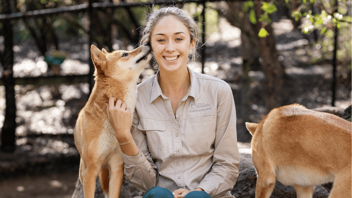 Dingoes at Ipswich Nature Centre