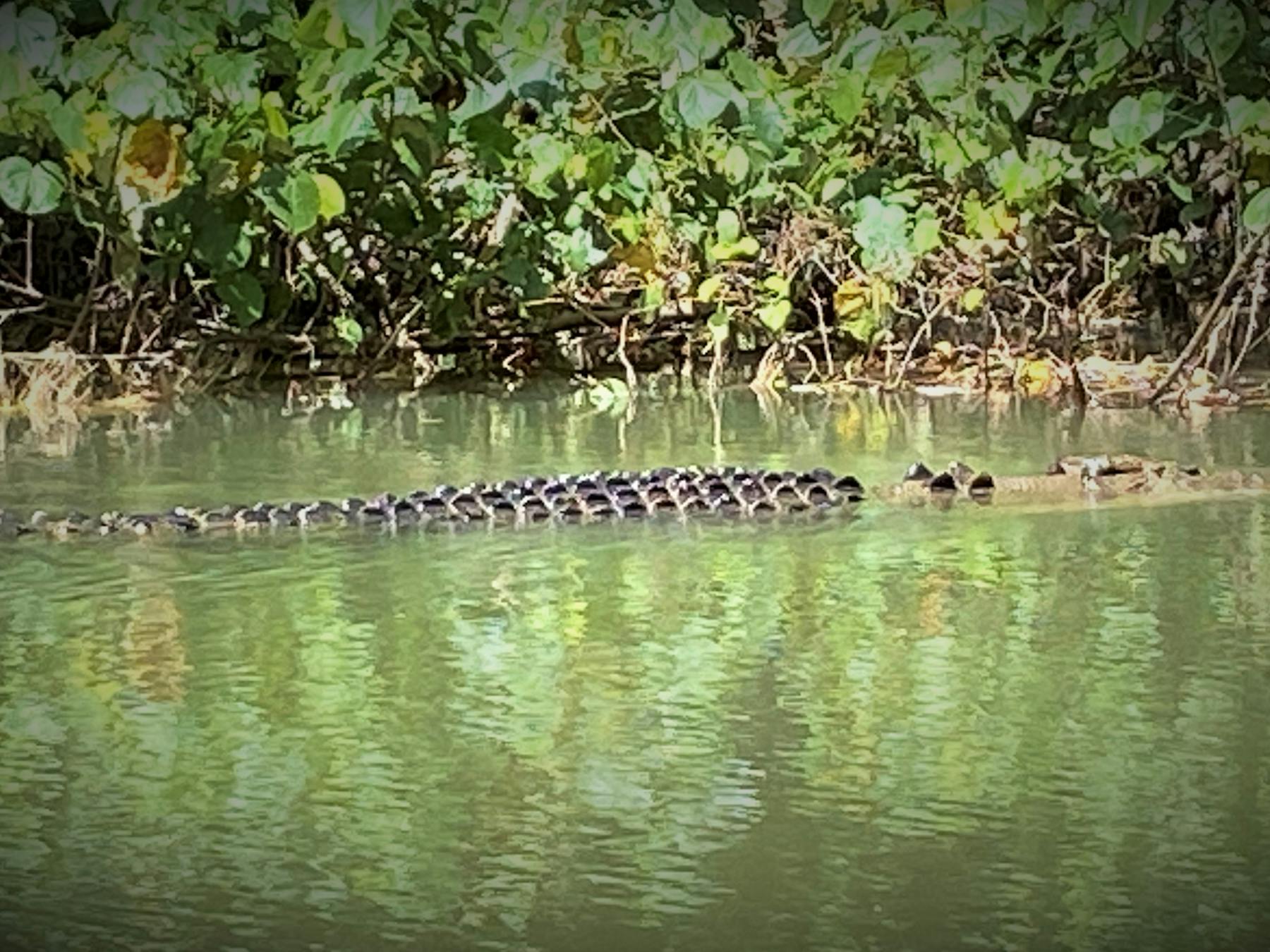 Crocodile sighting swimming in Daintree River taken on River Cruise
