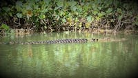 Crocodile sighting swimming in Daintree River taken on River Cruise