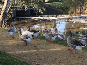 Naracoorte Creek Walk