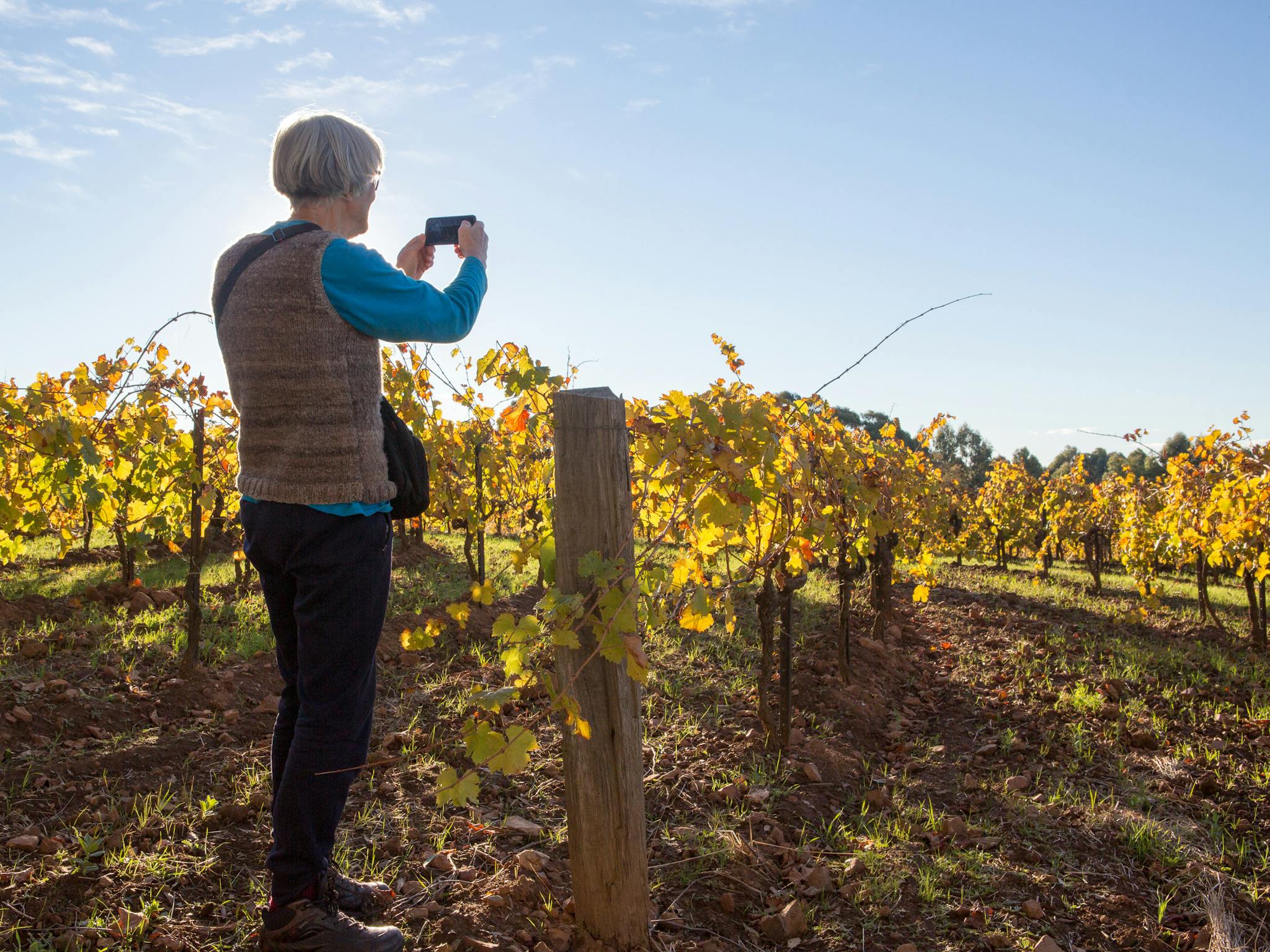 A Guest highlighted by the sun  photographs the autumn colours of the vines