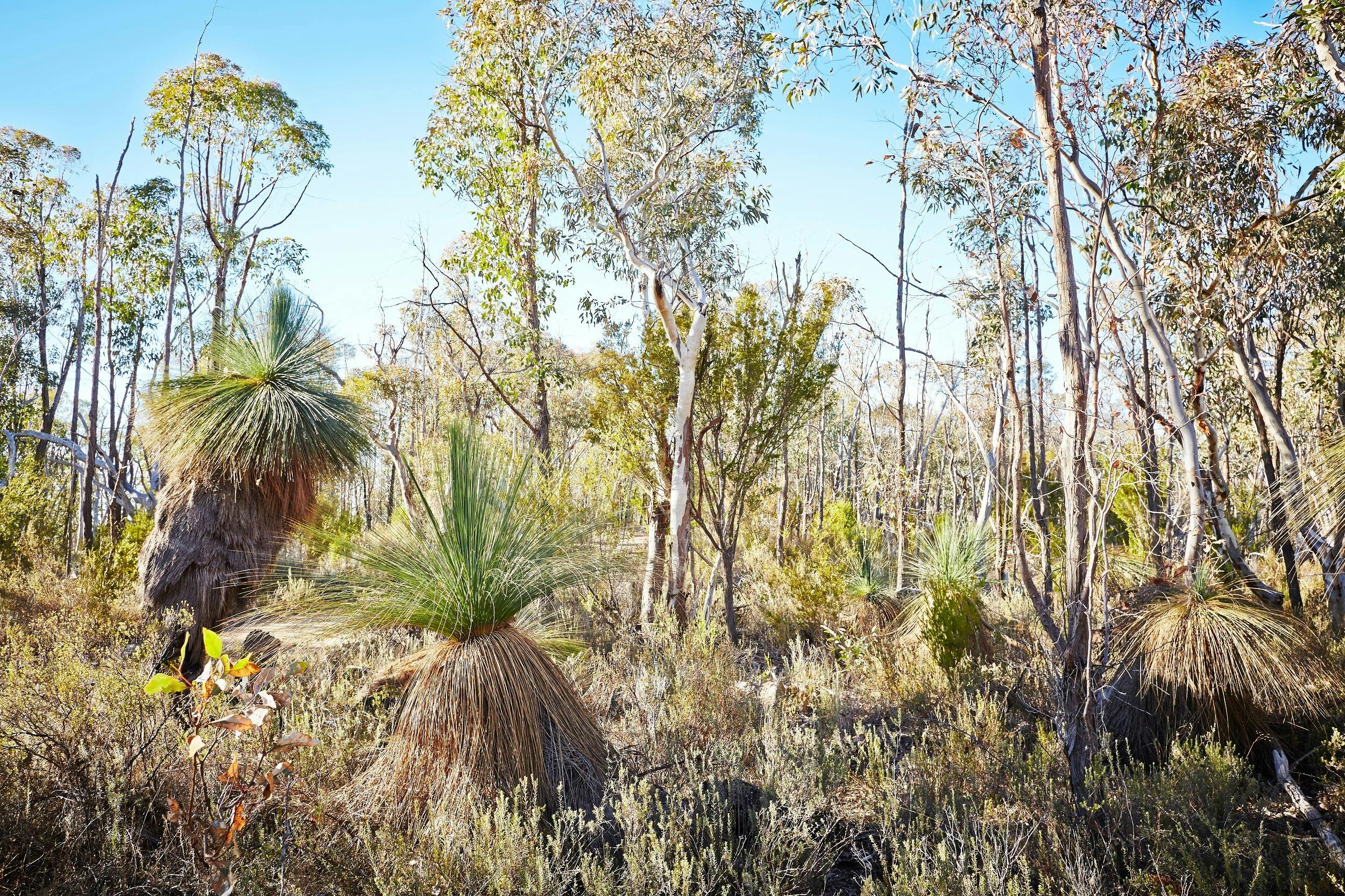 Grass trees, gum trees, native grasses, green leaves, brown leaves, bushland view, blue sky,