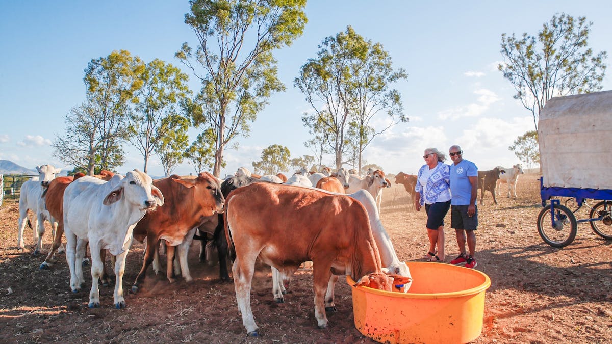 Cattle feeding