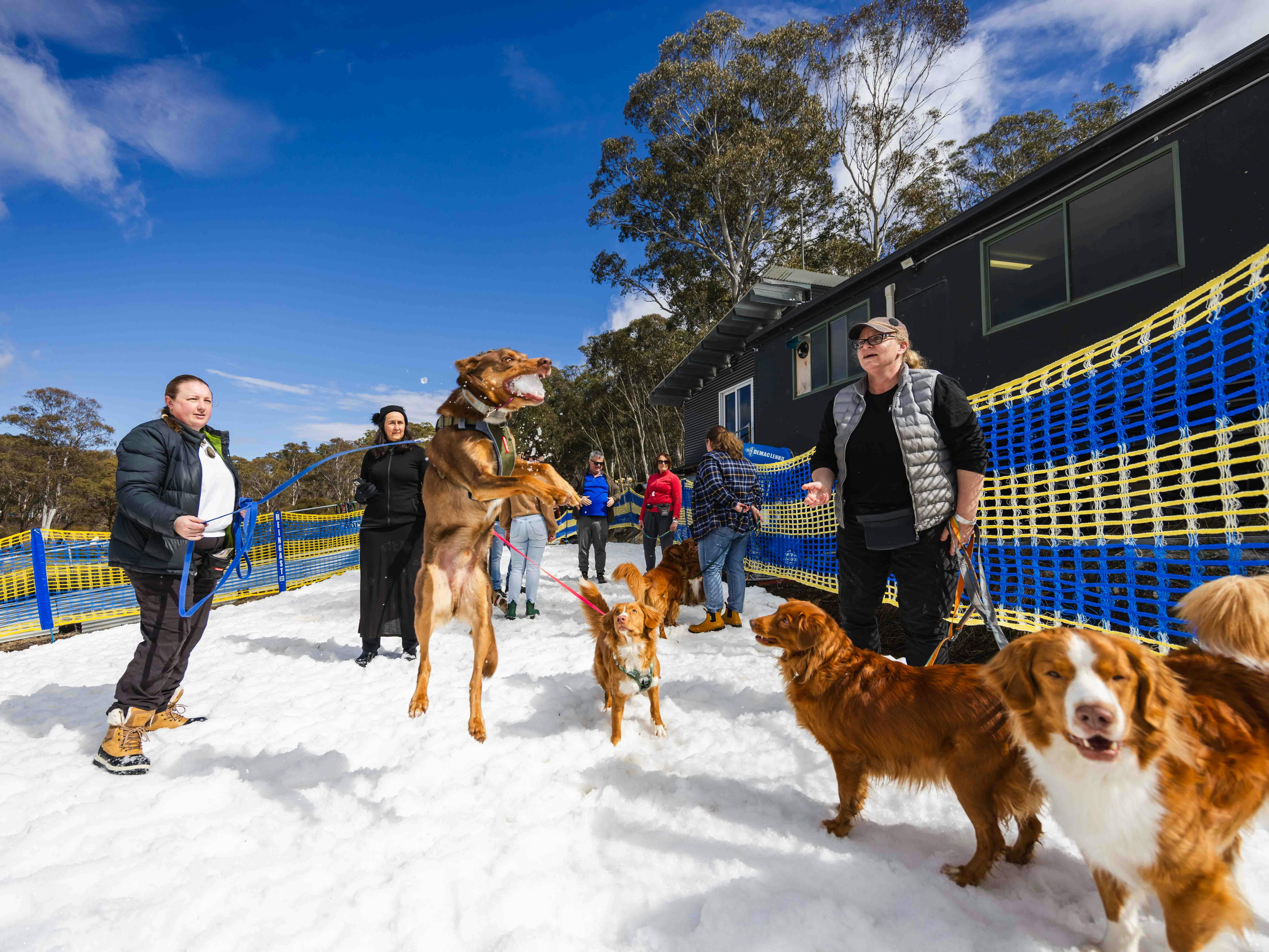 People and Dogs standing in snow, one dog jumping in the air to catch a snowball