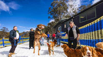 People and Dogs standing in snow, one dog jumping in the air to catch a snowball