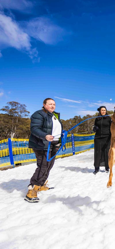 People and Dogs standing in snow, one dog jumping in the air to catch a snowball