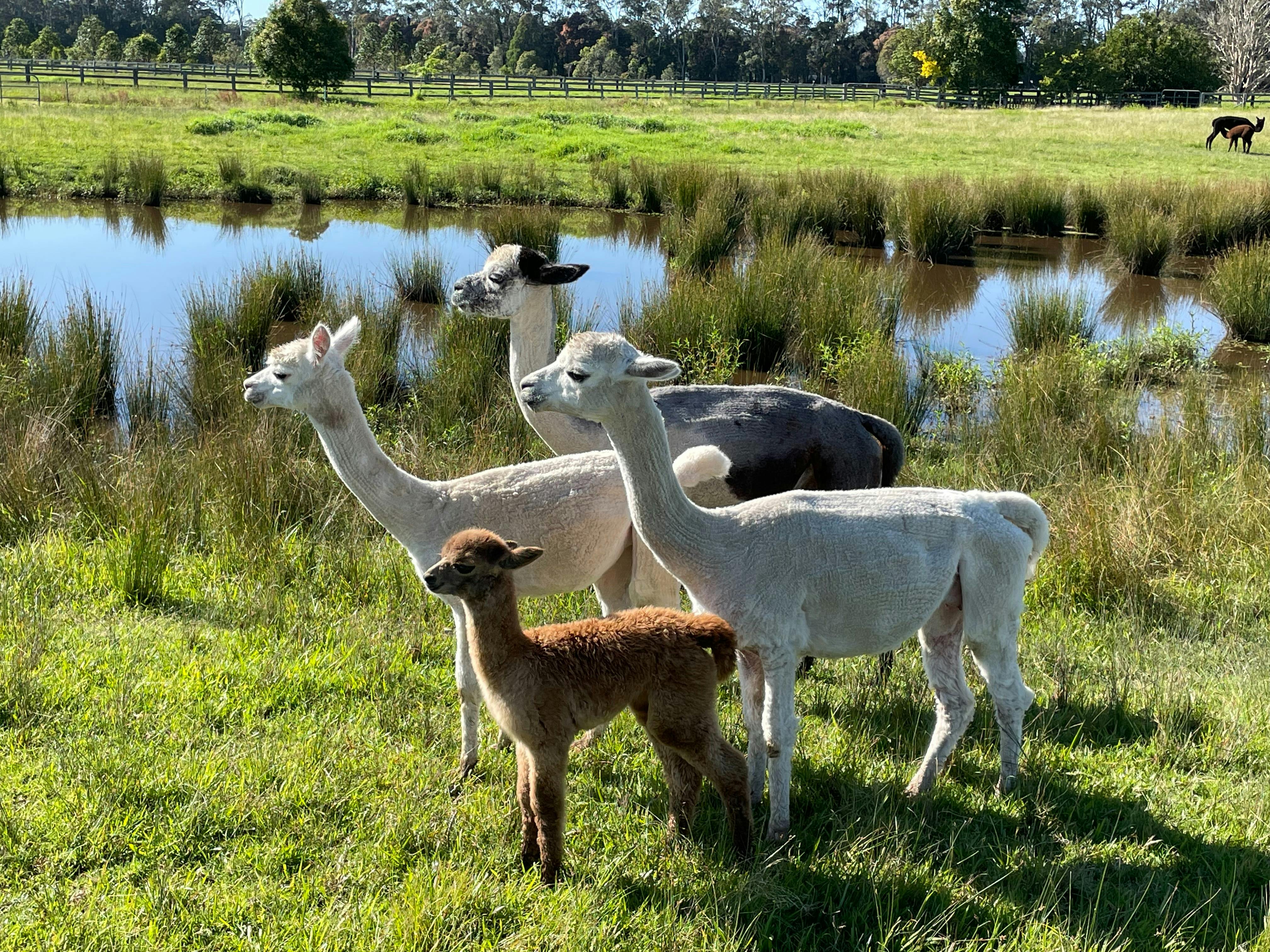 Alpaca tours