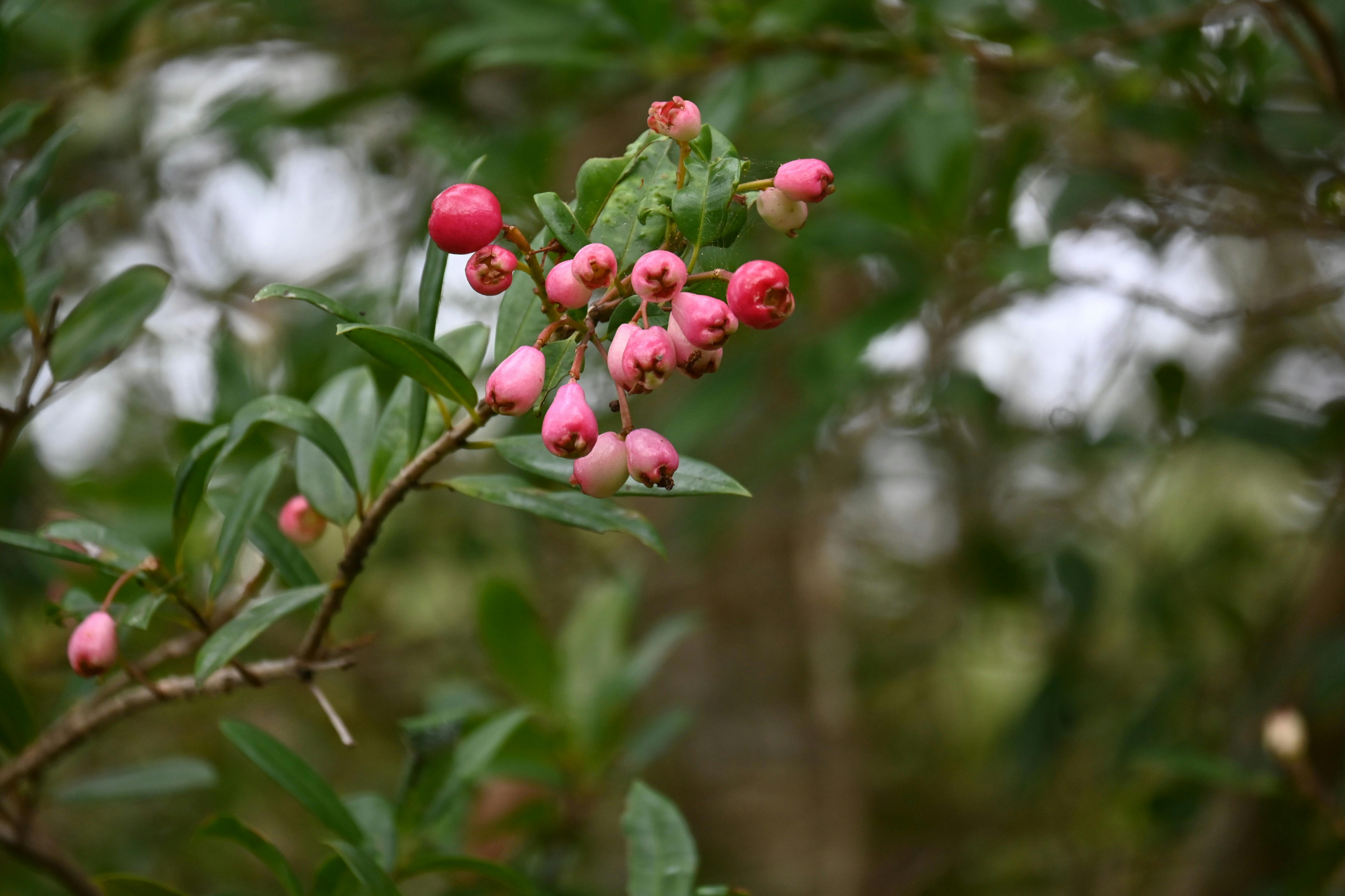Local Bushtucker Found on Tour