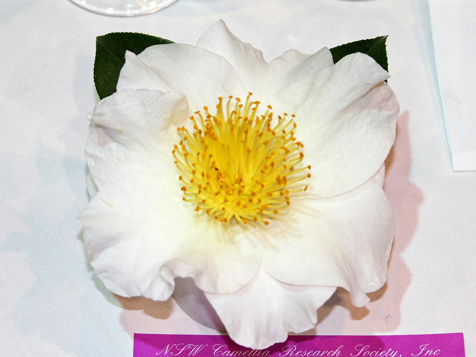 Image for Camellia Show