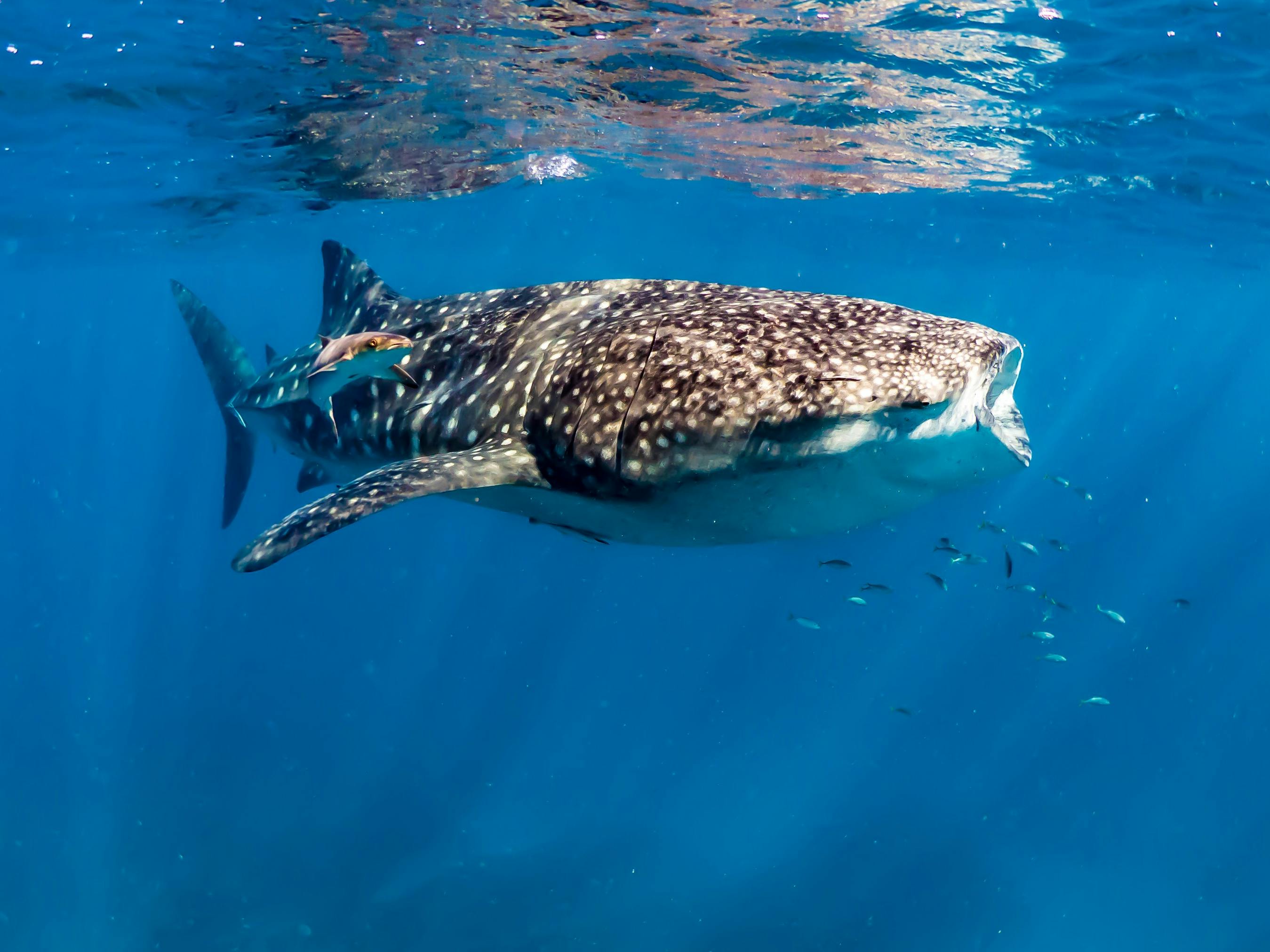 ジンベエザメディスカバリー Tour Tourism Western Australia