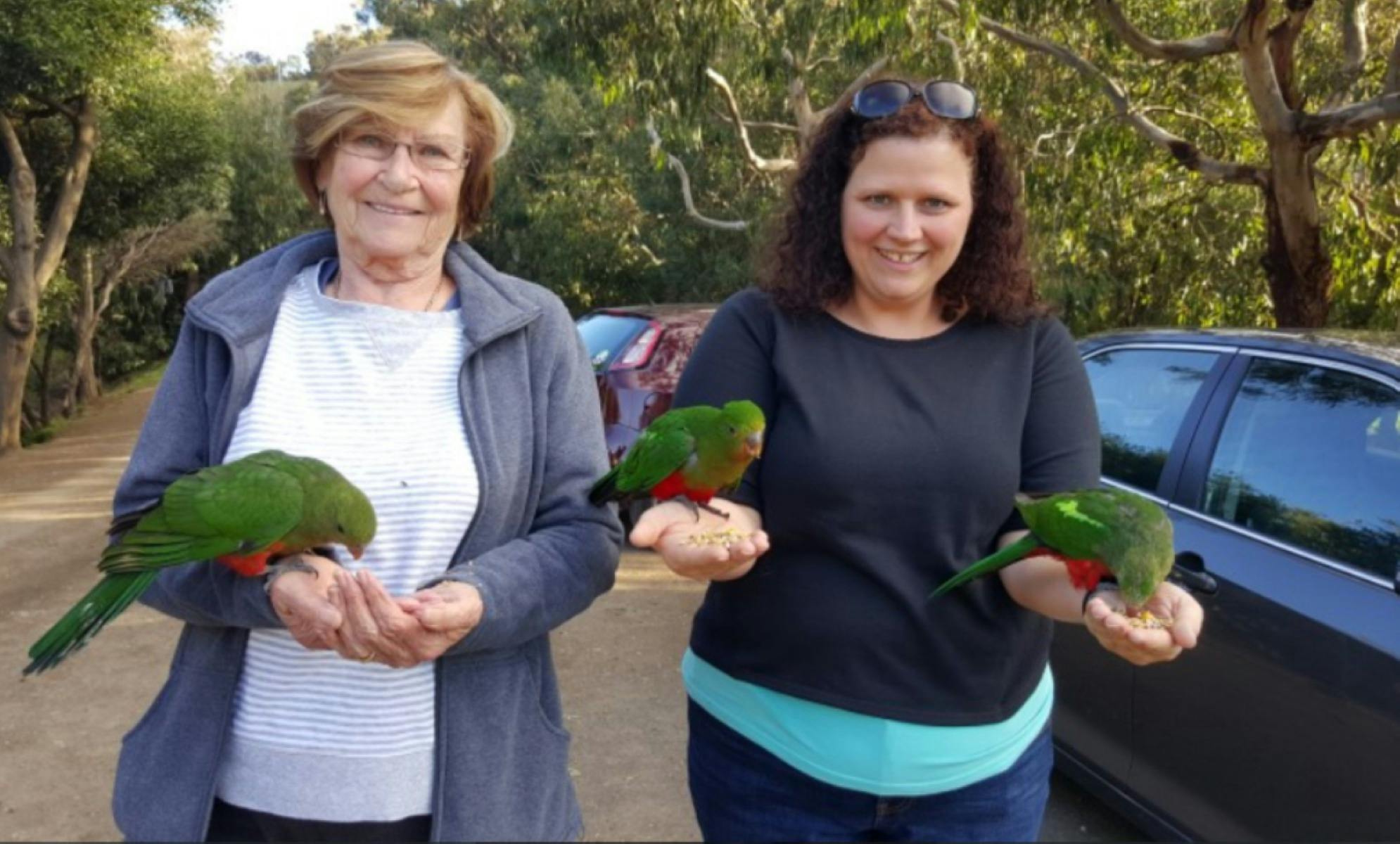 King Parrots