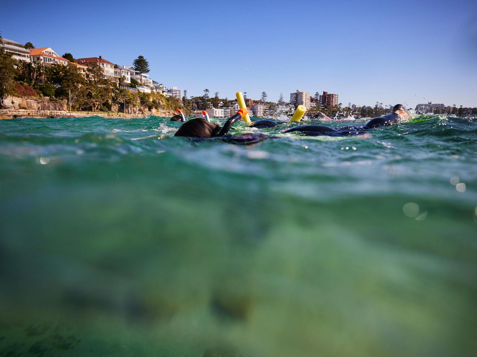 manly snorkel tour