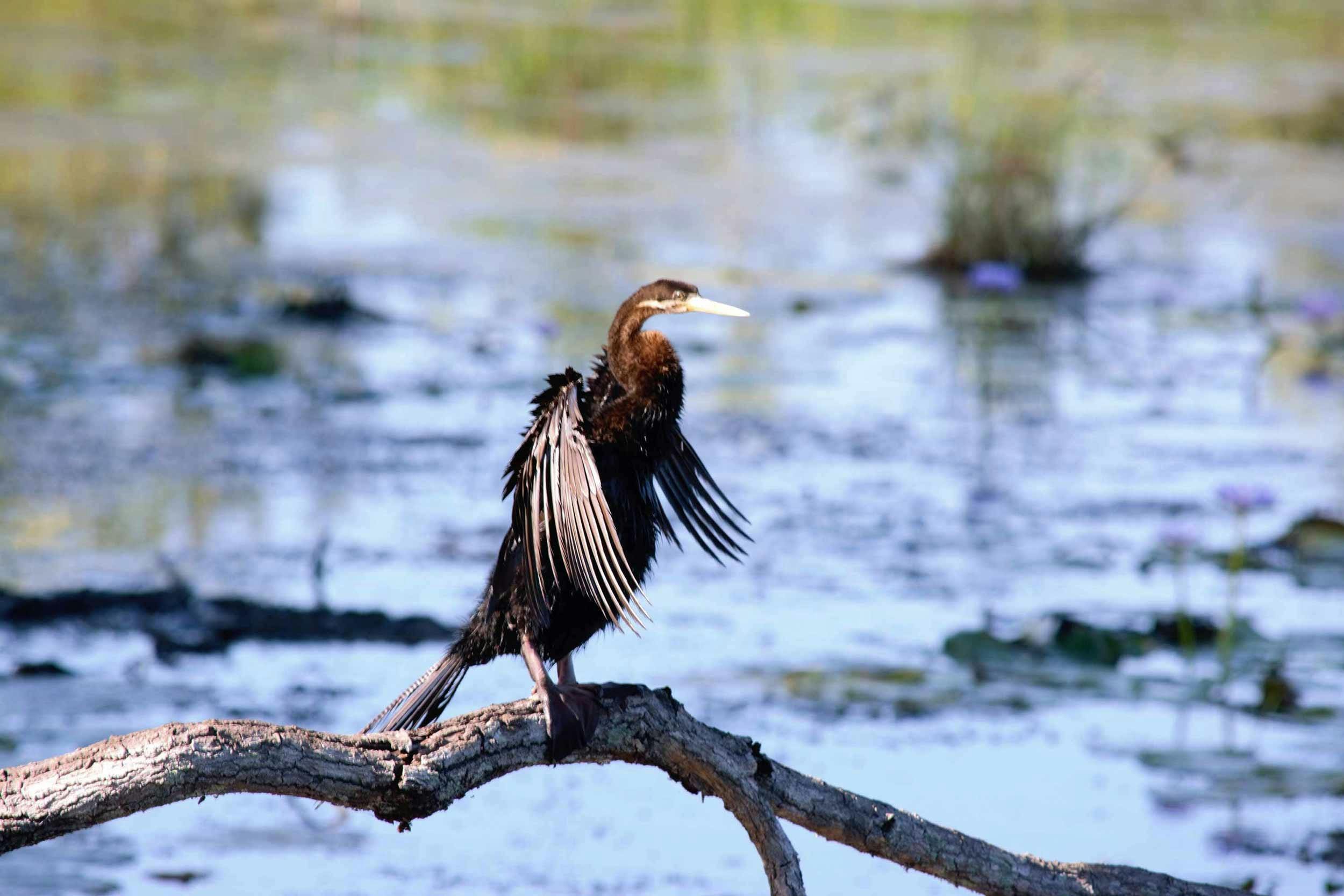 Australasian Darter on log