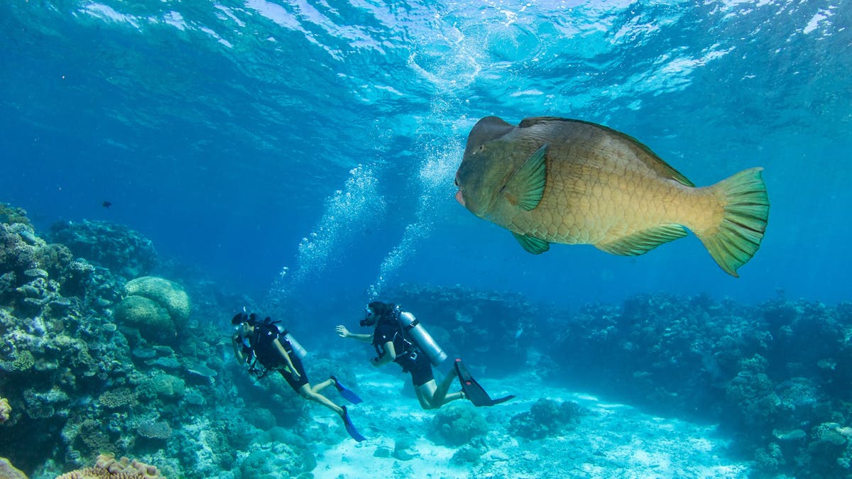 Scuba-Divers-with-Bumphead-Parrotfish