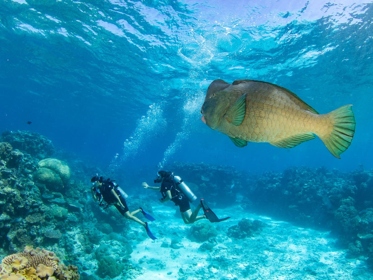 Scuba-Divers-with-Bumphead-Parrotfish