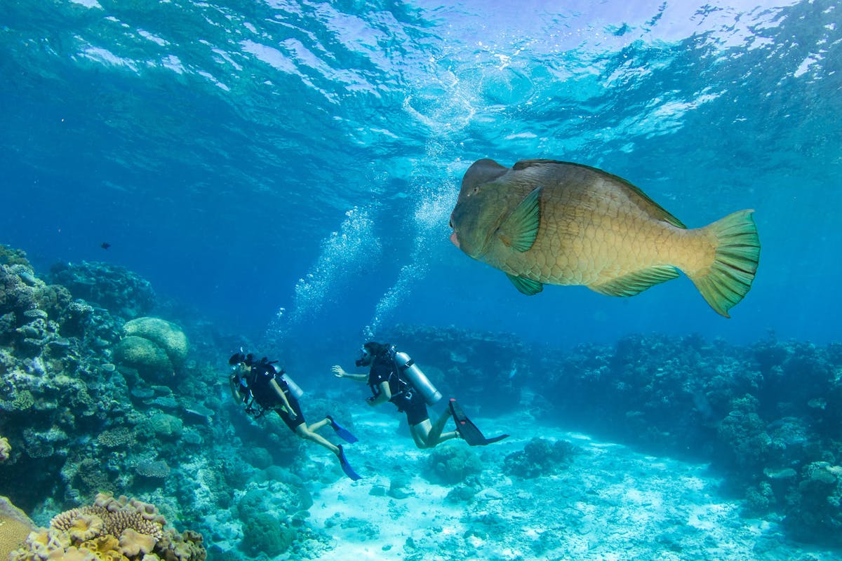 Scuba-Divers-with-Bumphead-Parrotfish