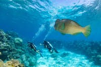 Scuba-Divers-with-Bumphead-Parrotfish