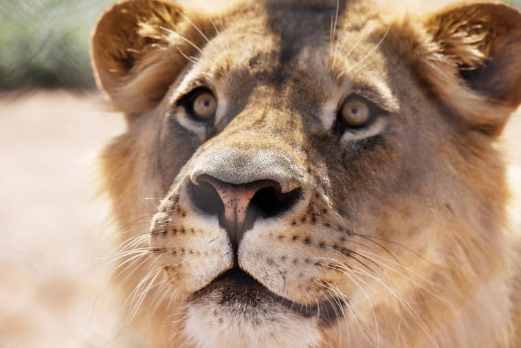 Monarto Zoo Day Tour