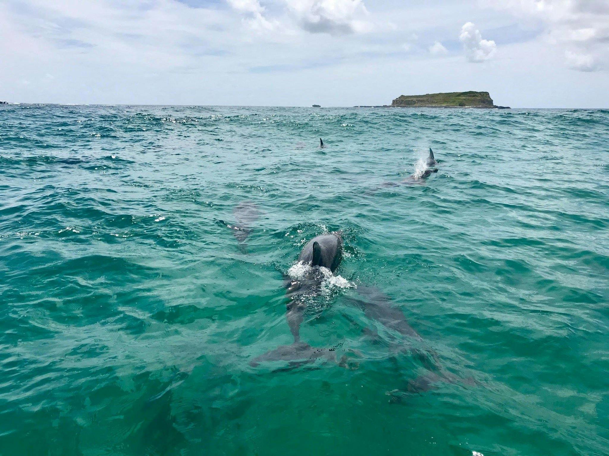 Dolphins & Cook @ Fingal