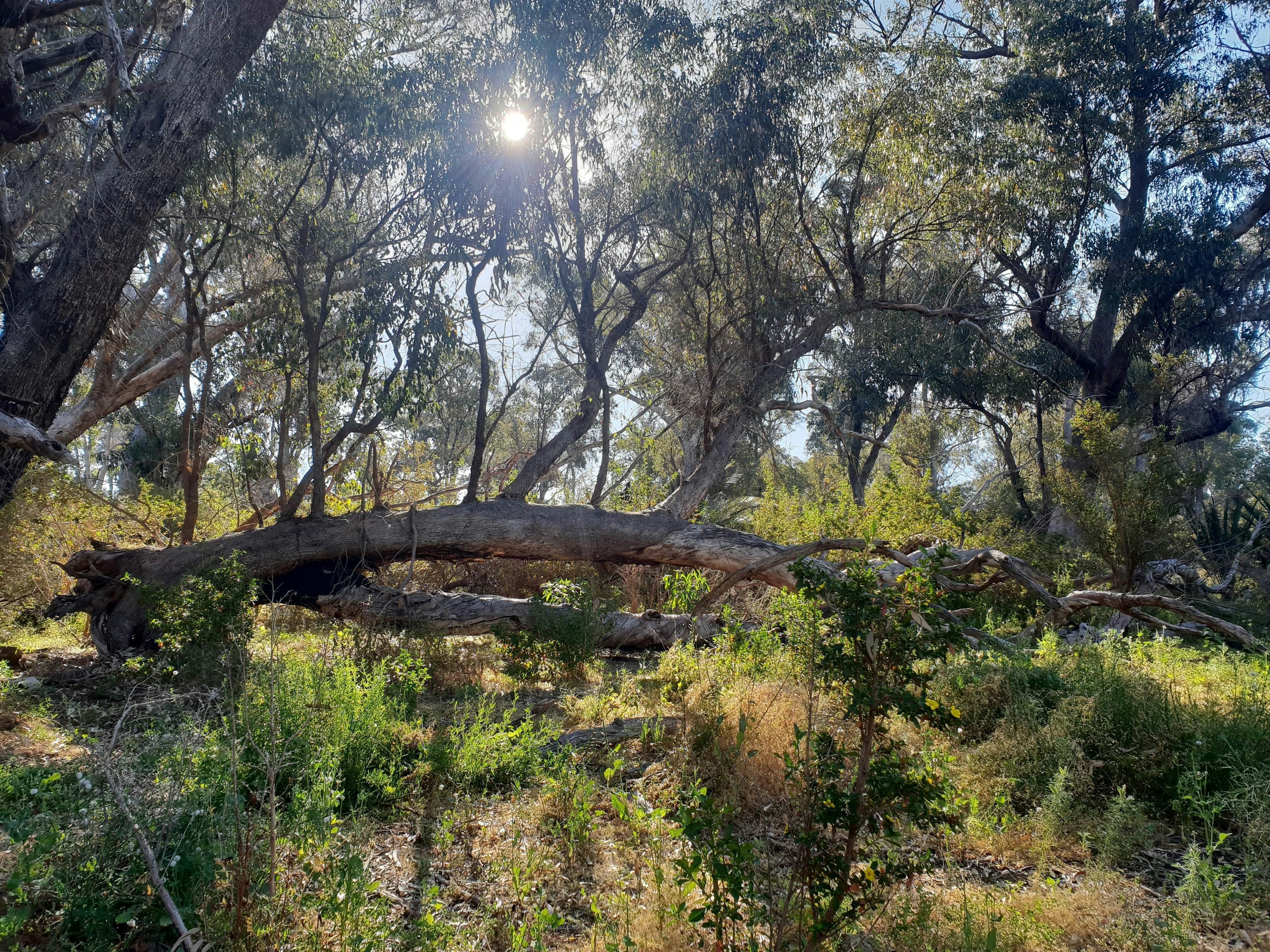 Bushland