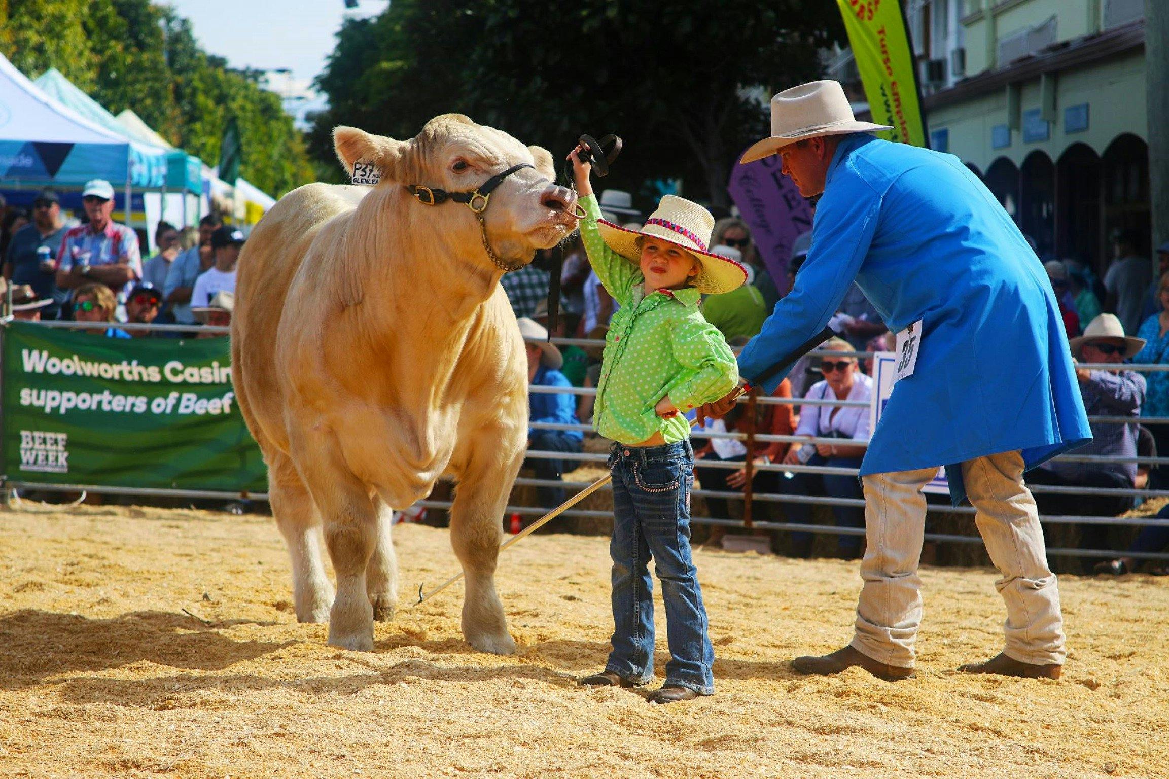 Casino Beef Week Cattle Show