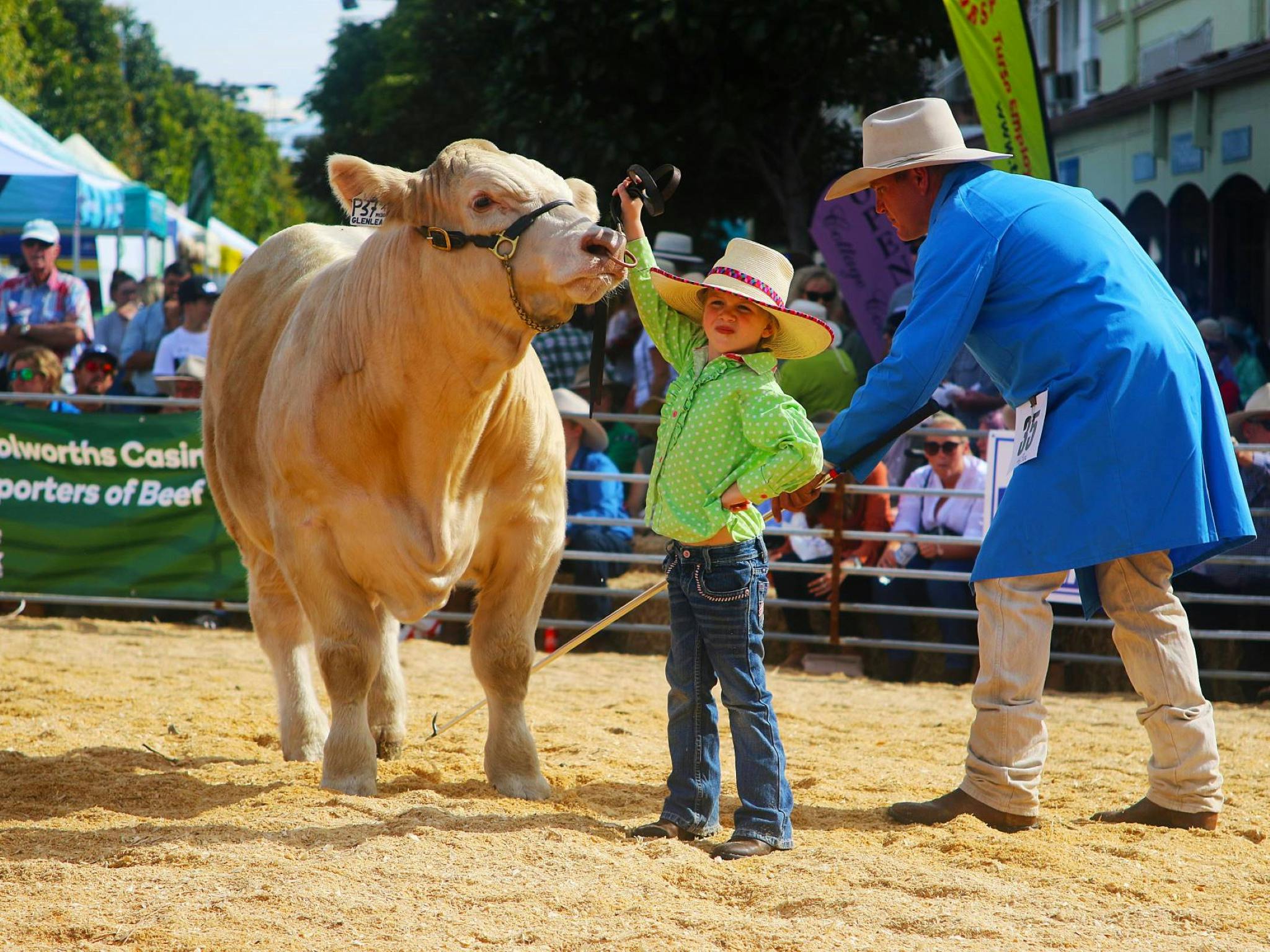 Casino Beef Week Cattle Show