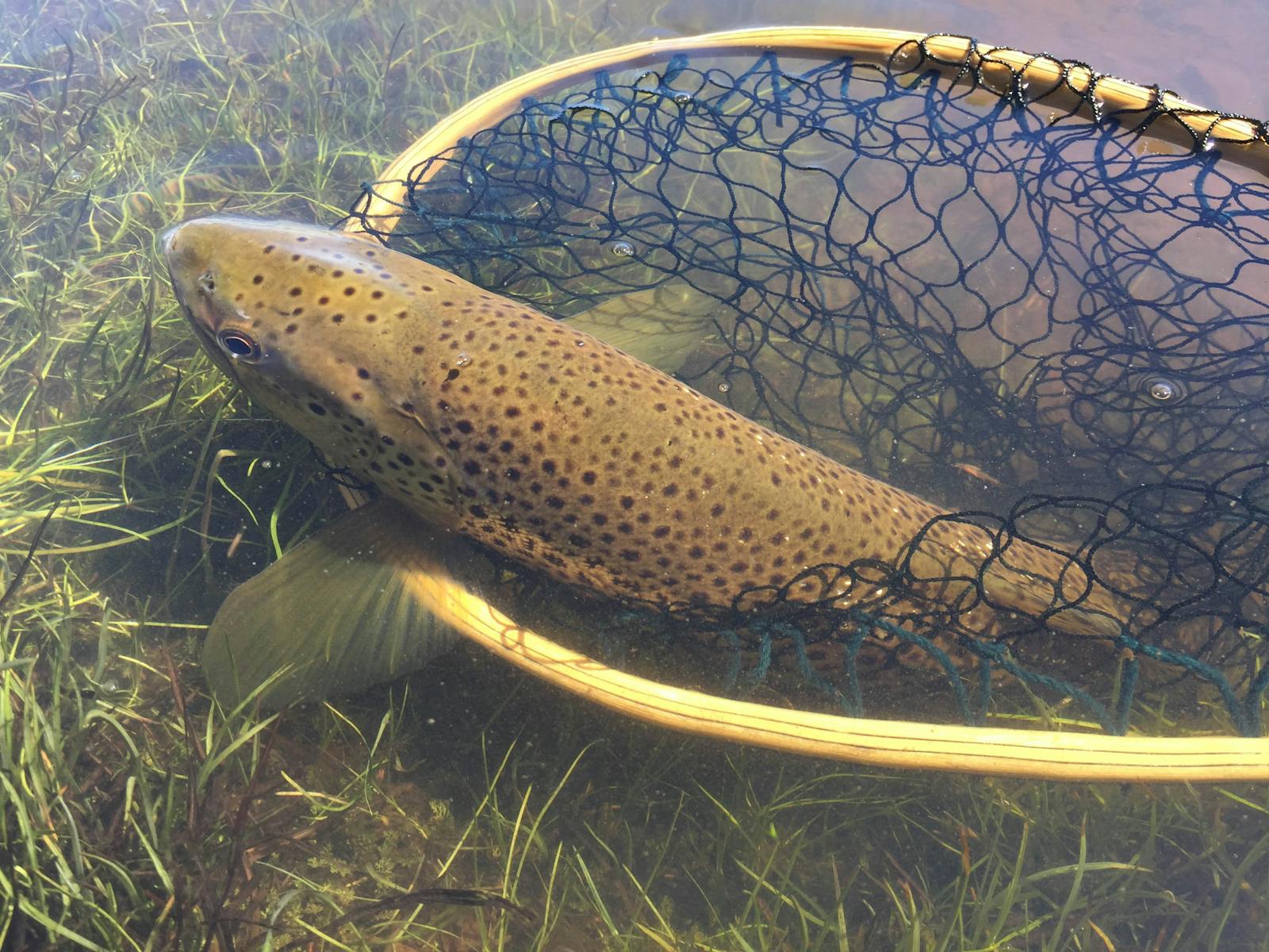 brown trout ready to be released from a landing net