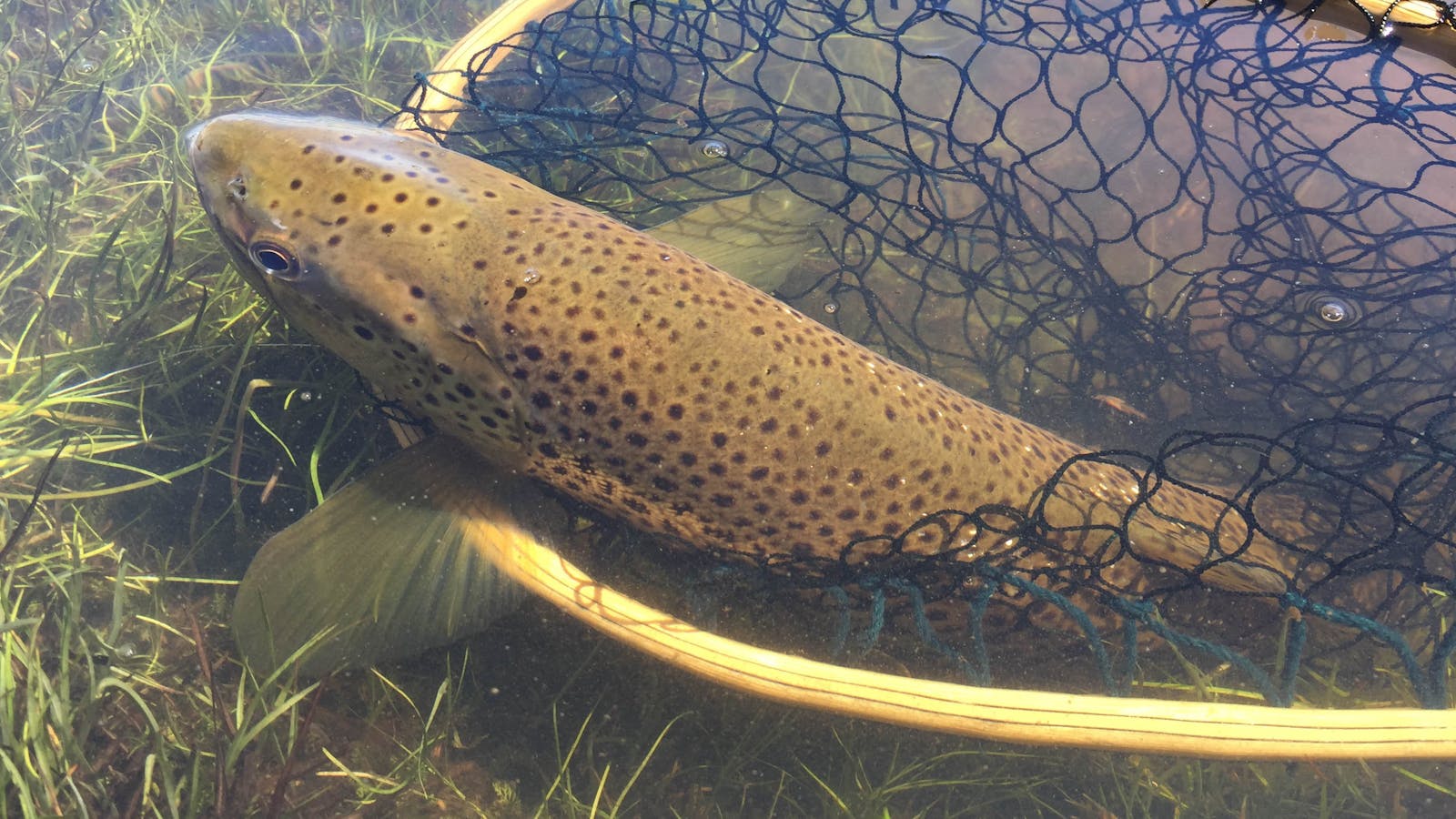 Wild Brown Trout ready for release