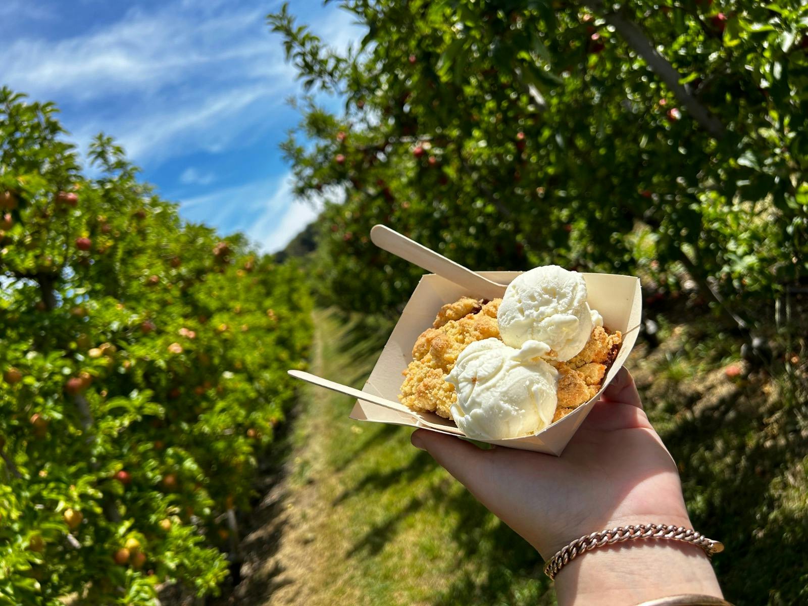 Apple Picking At Lenswood