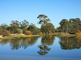 The Gums image