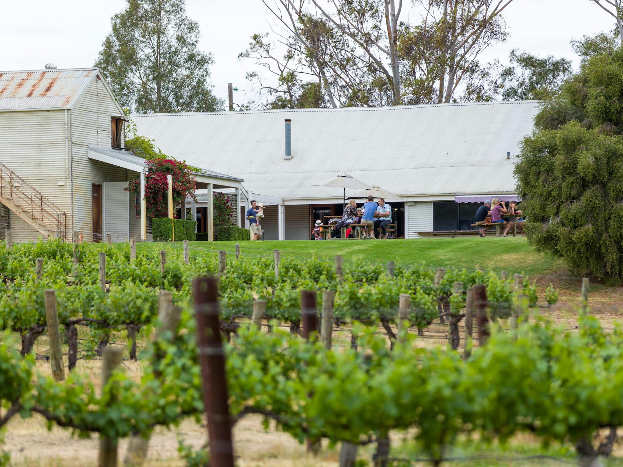 St Leonards Vineyard