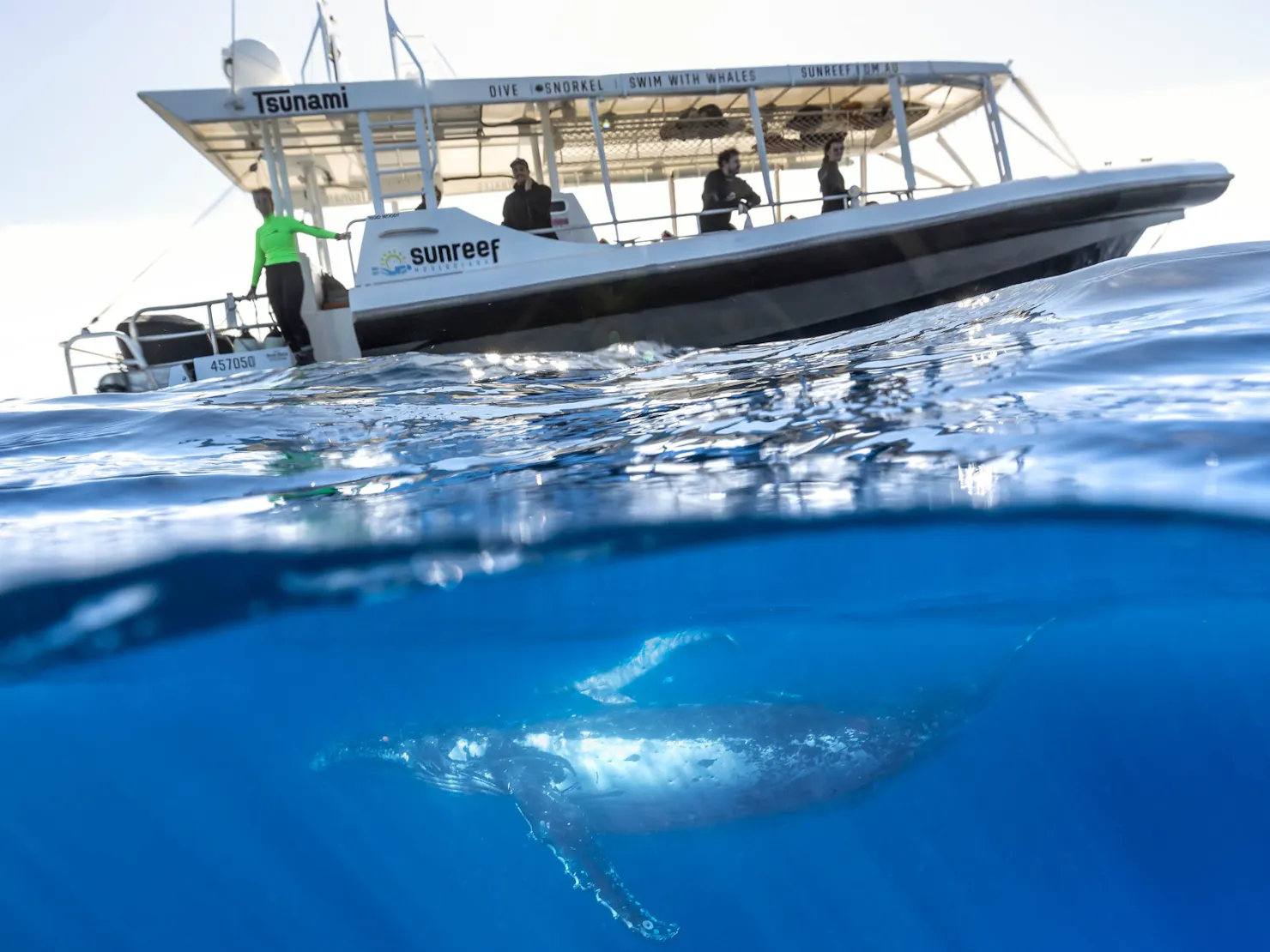 swim with whales boat with a whale diving below