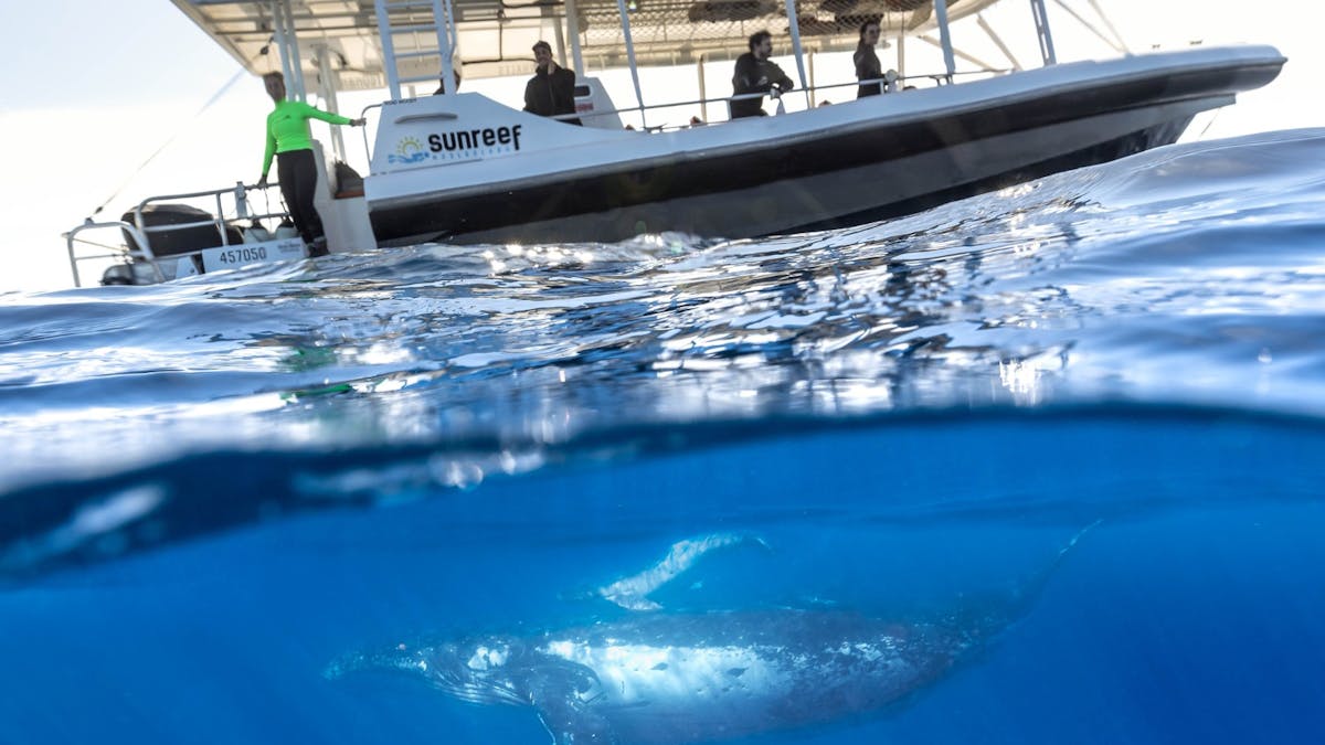 swim with whales boat with a whale diving below
