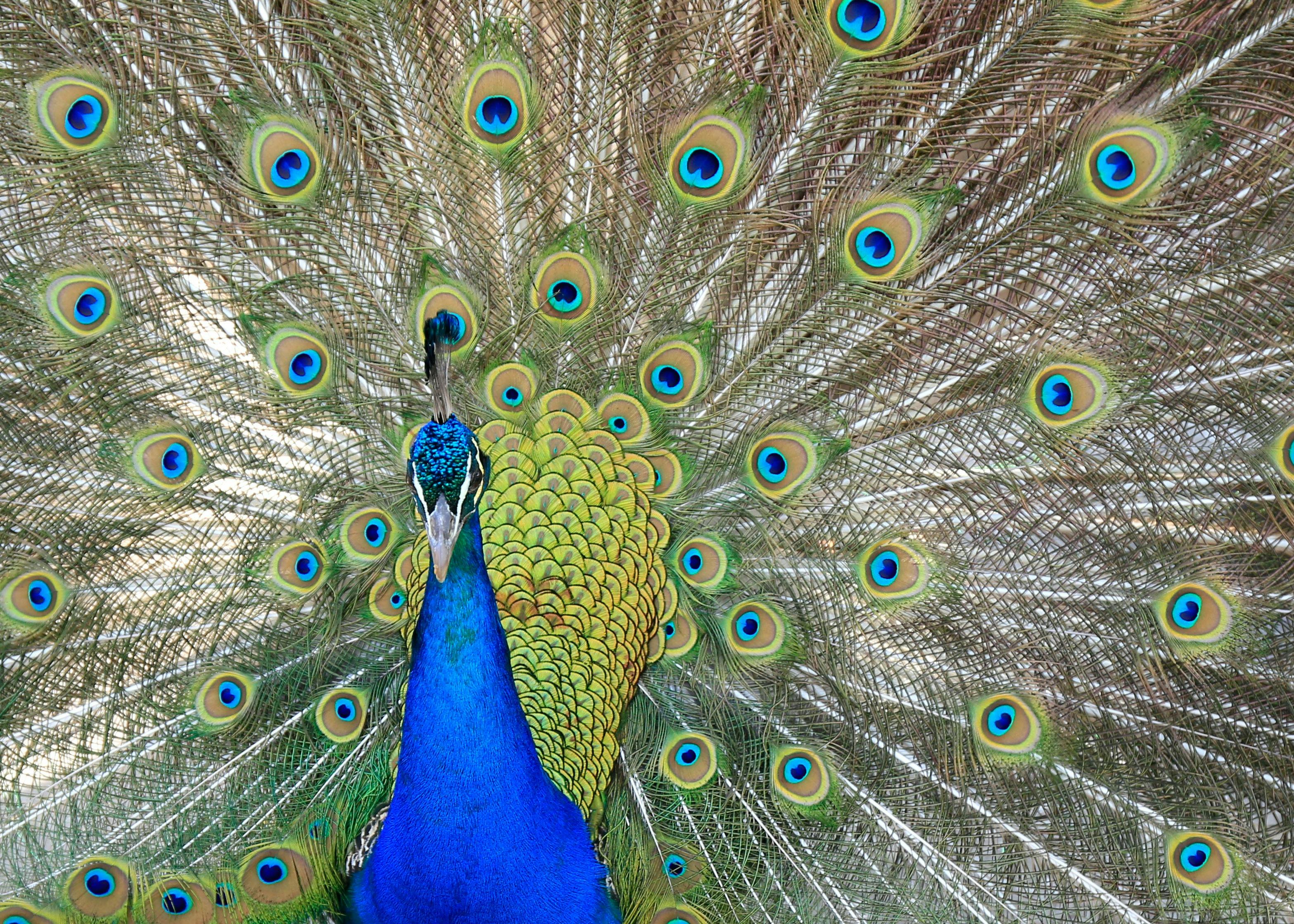 Peacock in full display