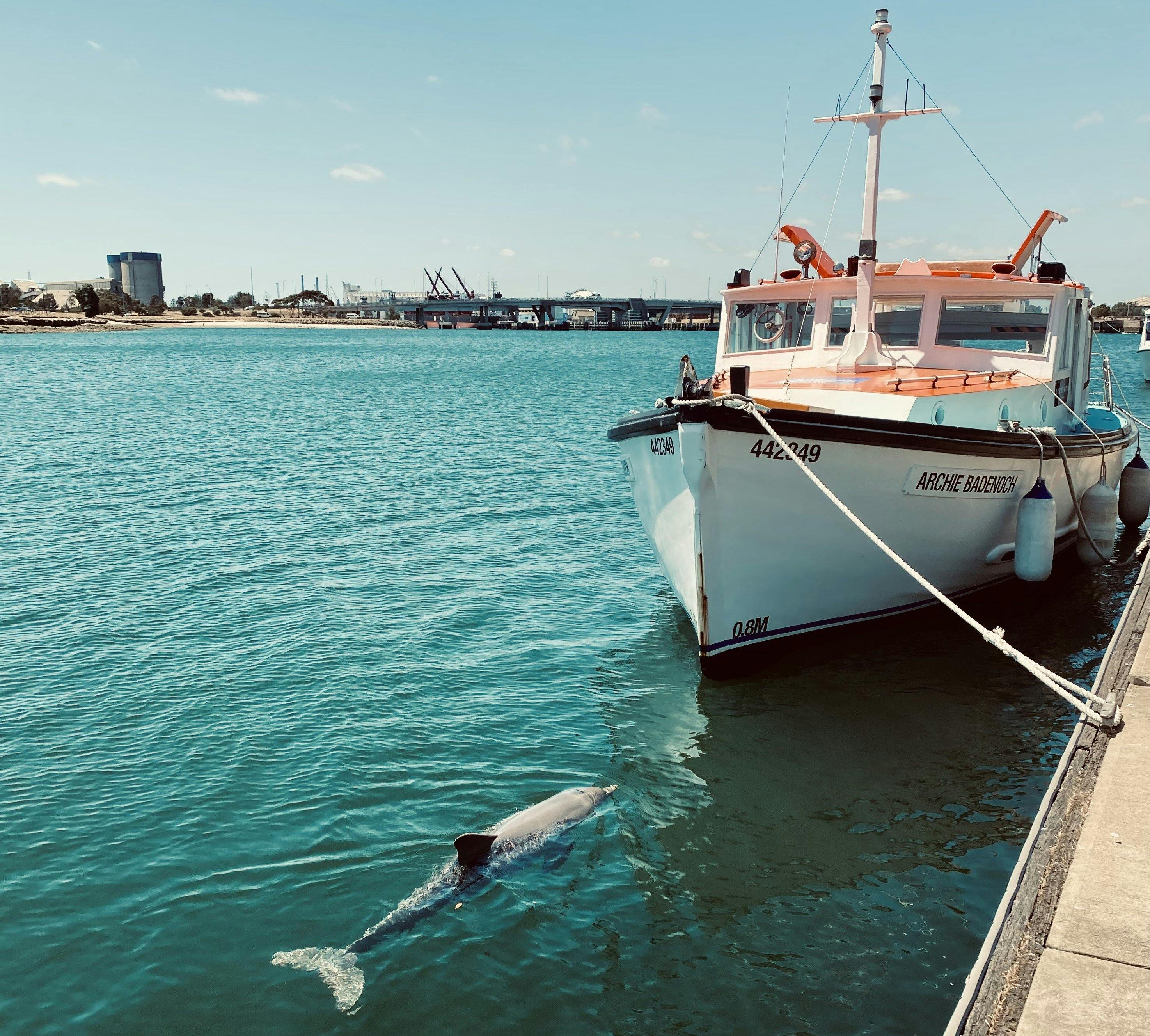 Dolphin alongside the Archie at the Queen's Wharf pontoon